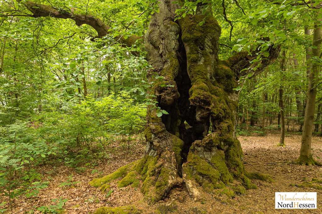 Uralter Hutebaum, Halloh, Deutschland