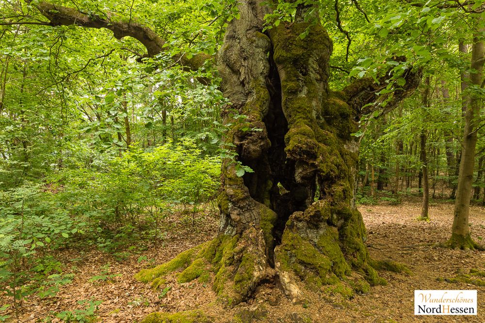 Uralter Hutebaum, Halloh, Deutschland