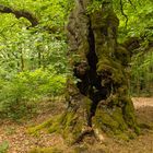 Uralter Hutebaum, Halloh, Deutschland