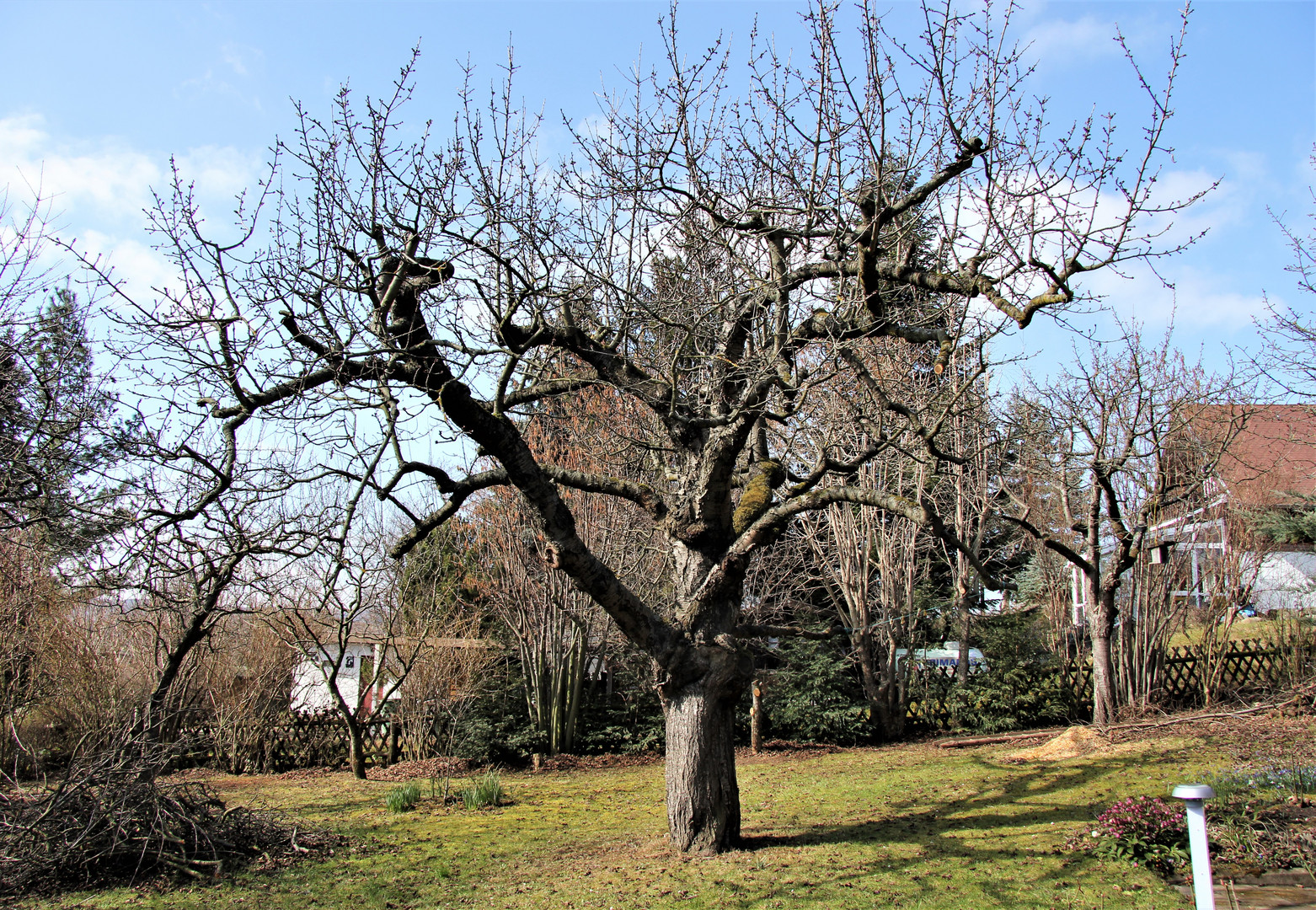 uralter Kirschbaum Foto & Bild bäume, natur, landschaft Bilder auf