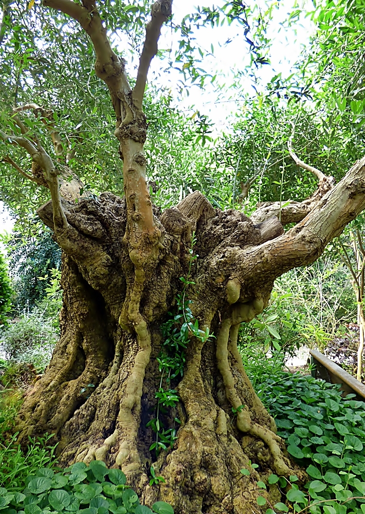 Uralter Olivenbaum . . . . Foto & Bild pflanzen, pilze & flechten