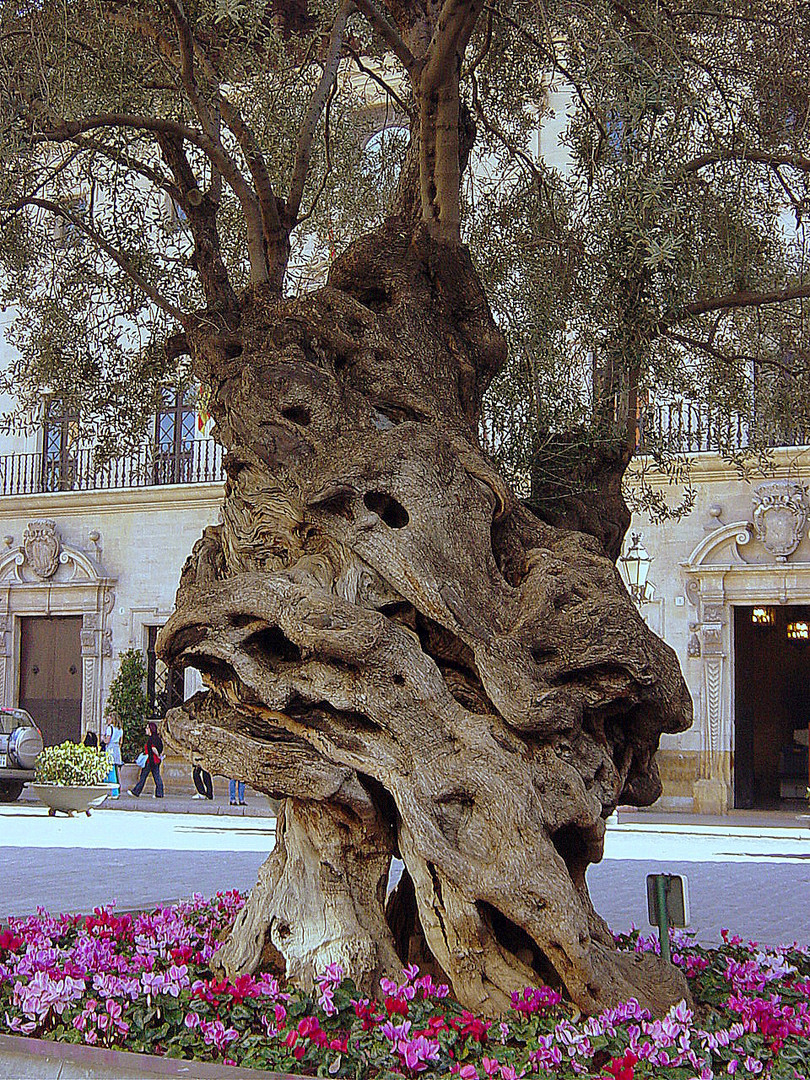 Uralter Olivenbaum
