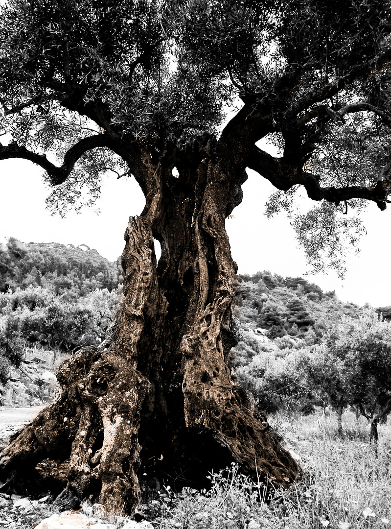 Uralter Olivenbaum auf Korfu