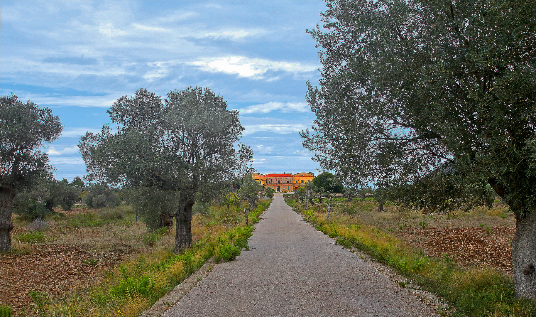 Uralter Olivenhain mit Farmhaus in Mallorca