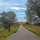 Uralter Olivenhain mit Farmhaus in Mallorca