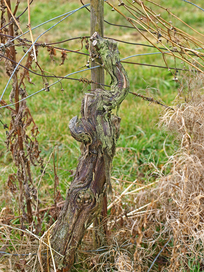 uralter Weinstock hat ausgedient