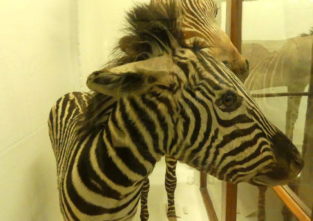 Uraltes Zebra 