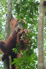 Urang-Utan in freier Wildbahn