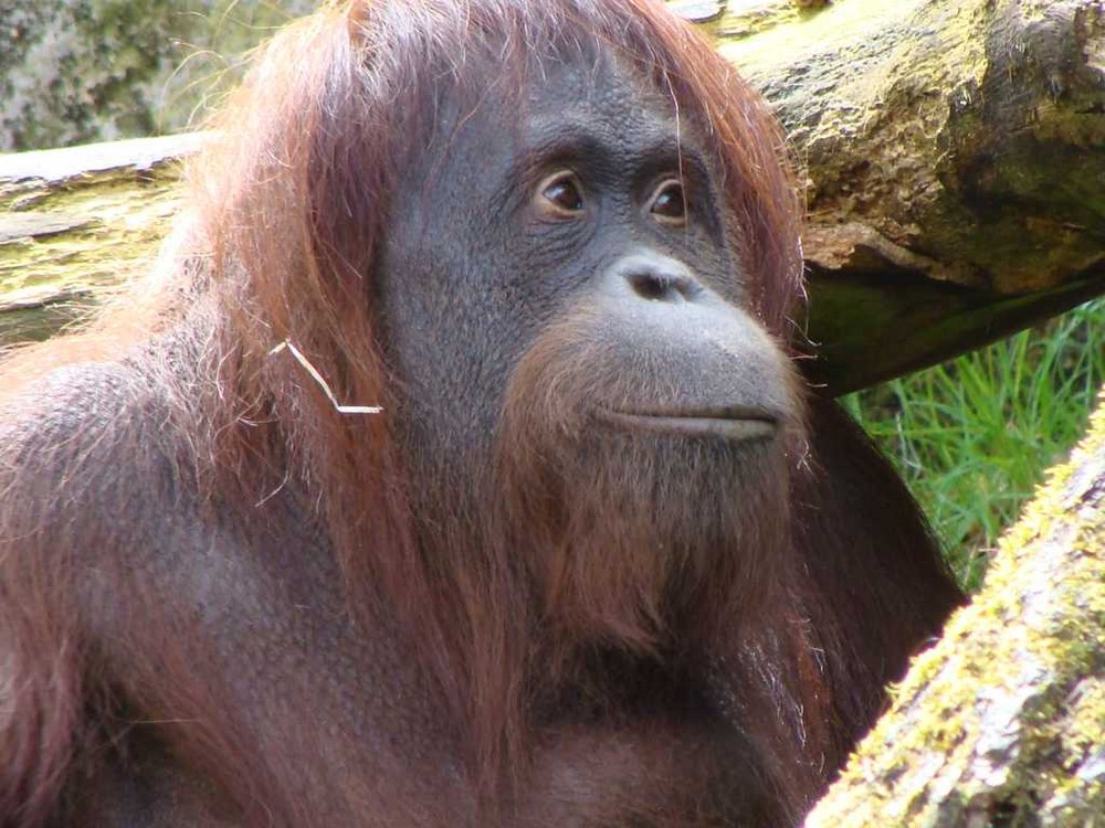 Uranguta im Wuppertaler Zoo