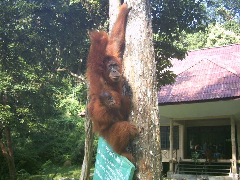 Urangutans in Sumatra