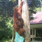Urangutans in Sumatra