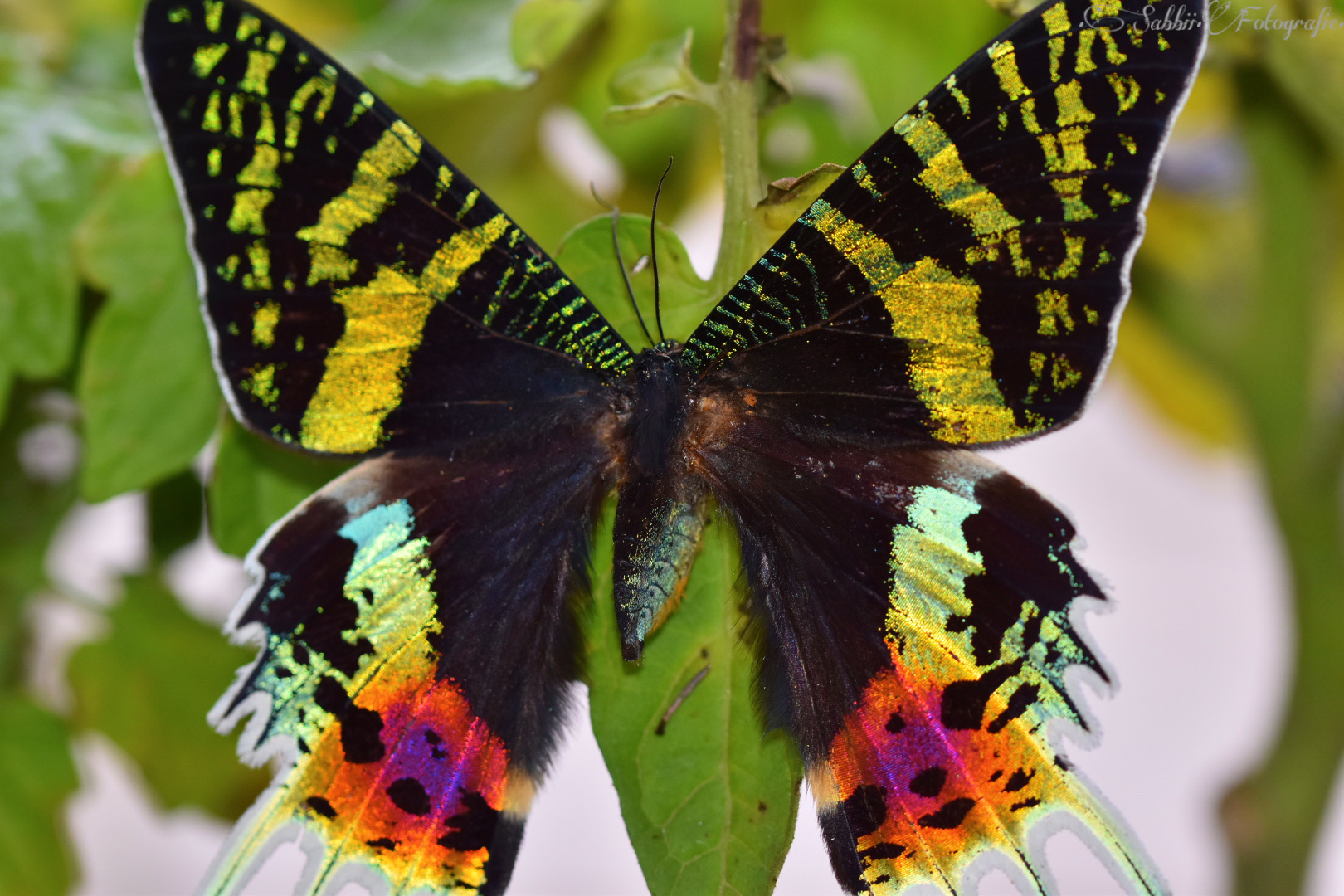 urania ripheus madagascar