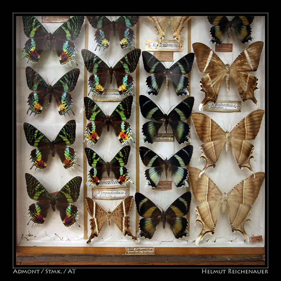 Uraniidae / Moths / Nachtfalter Exhibit, Benediktinerstift Admont, Stmk / A