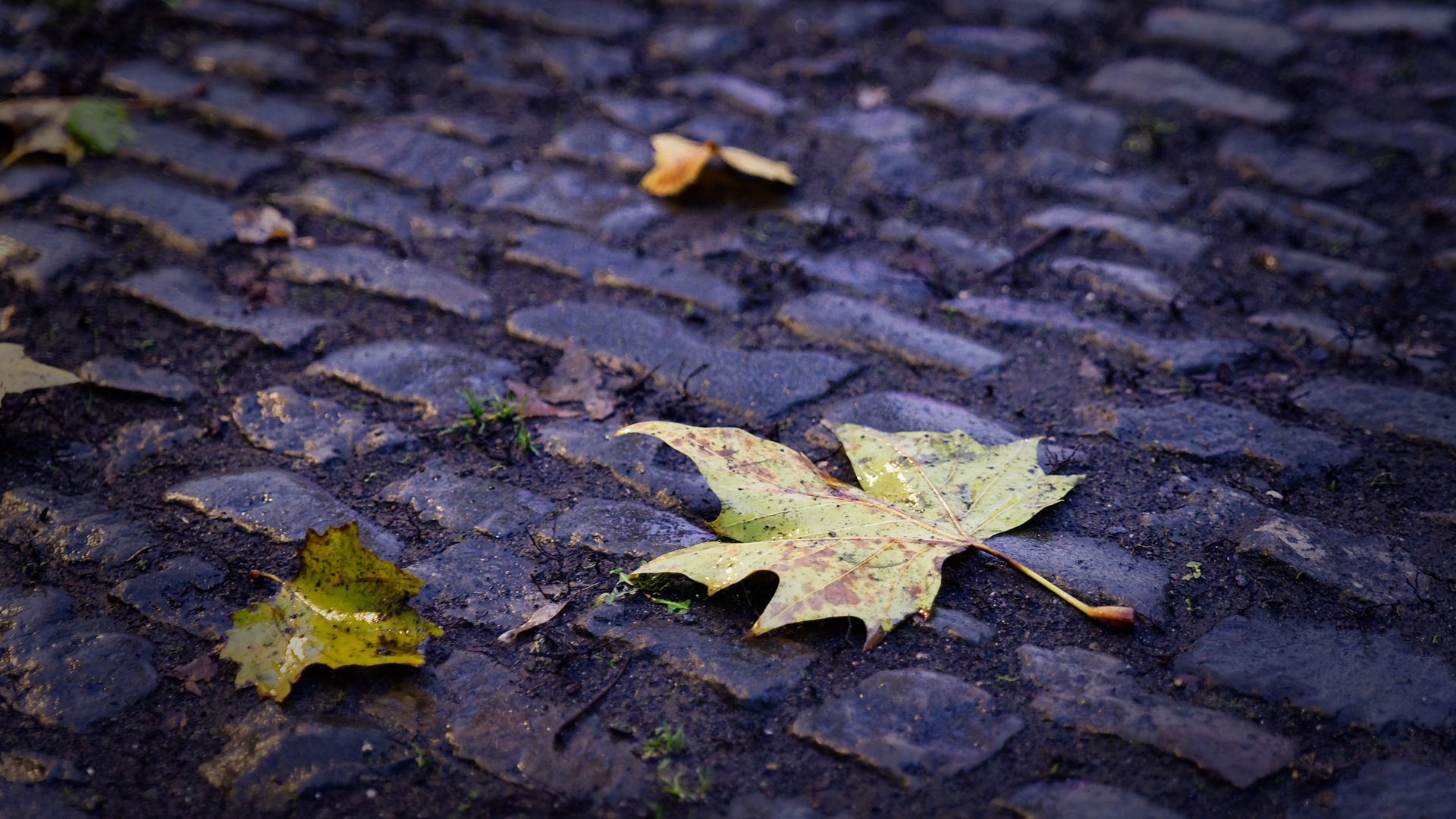 Urban autumn (I)