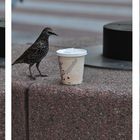 Urban Birds like Starbucks