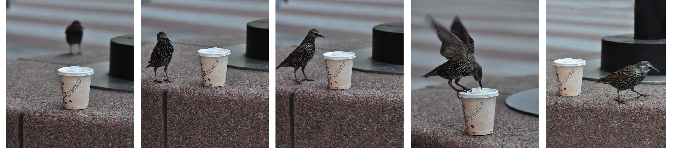 Urban Birds like Starbucks