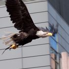 Urban Eagle