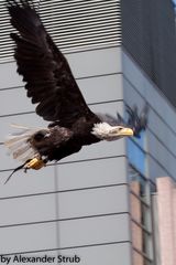 Urban Eagle