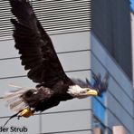 Urban Eagle (Photokina)