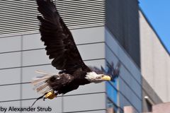 Urban Eagle (Photokina)