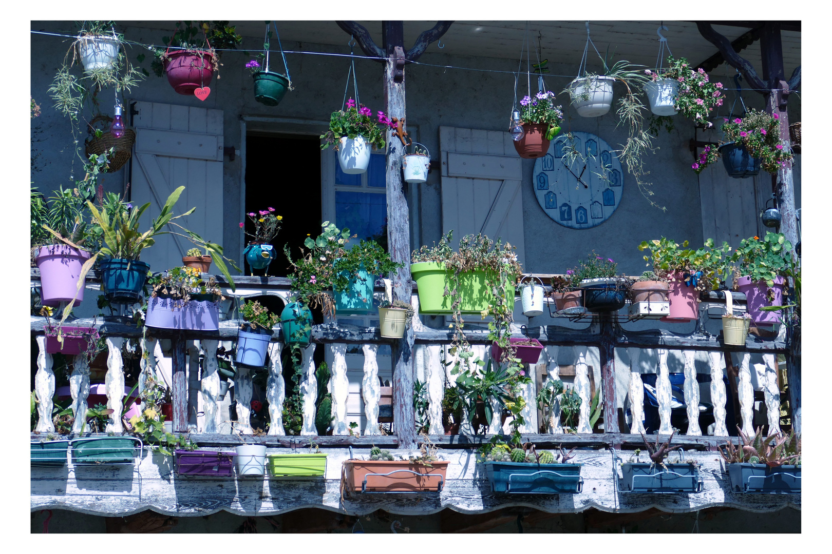 Urban gardening auf Balkonien