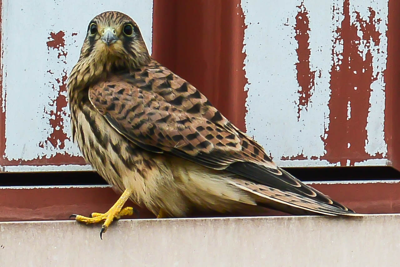 Urban Kestrel