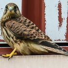 Urban Kestrel