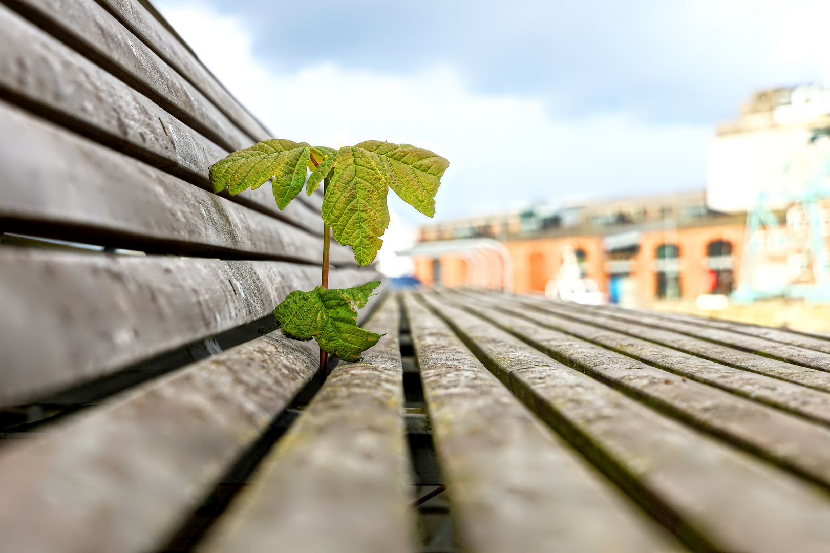 urban nature setzt sich durch  -  urban nature succeeds