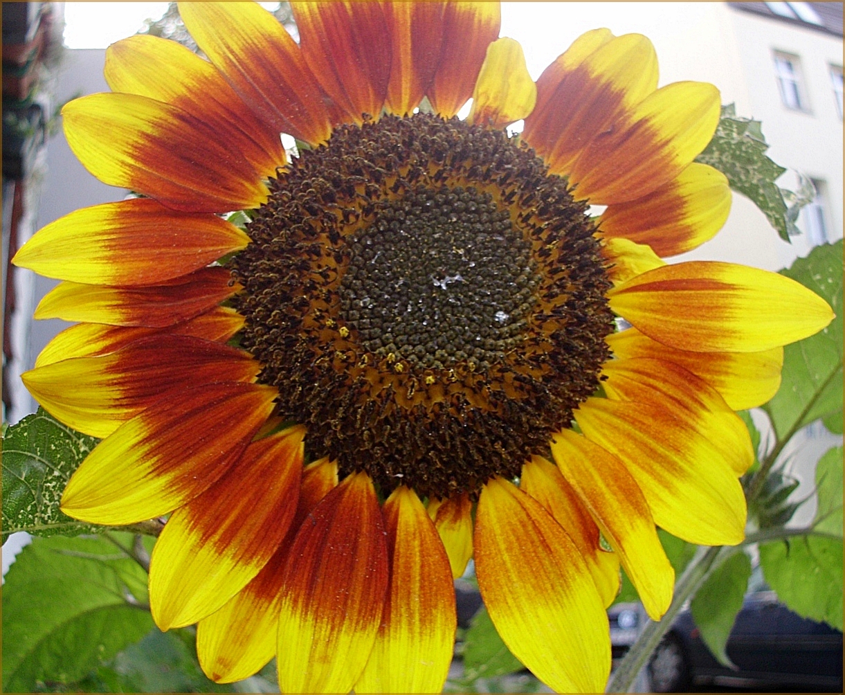 Urban sunflower