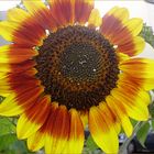 Urban sunflower