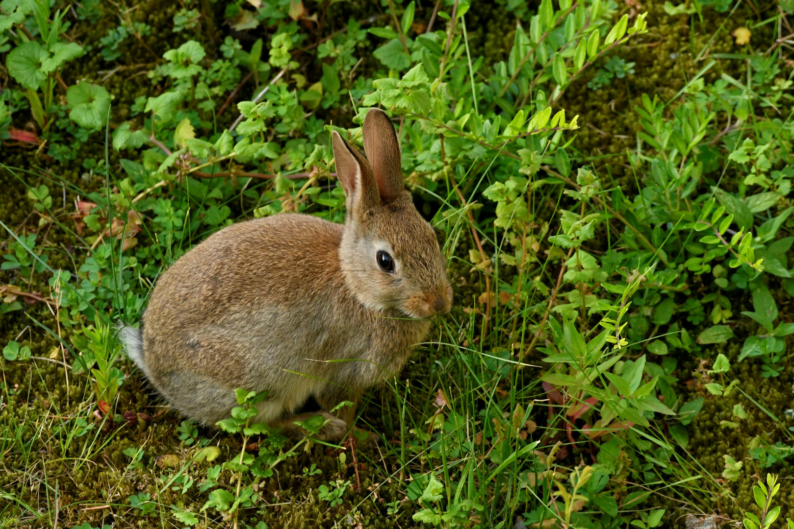 Urban wildlife - Junghase