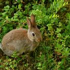 Urban wildlife - Junghase