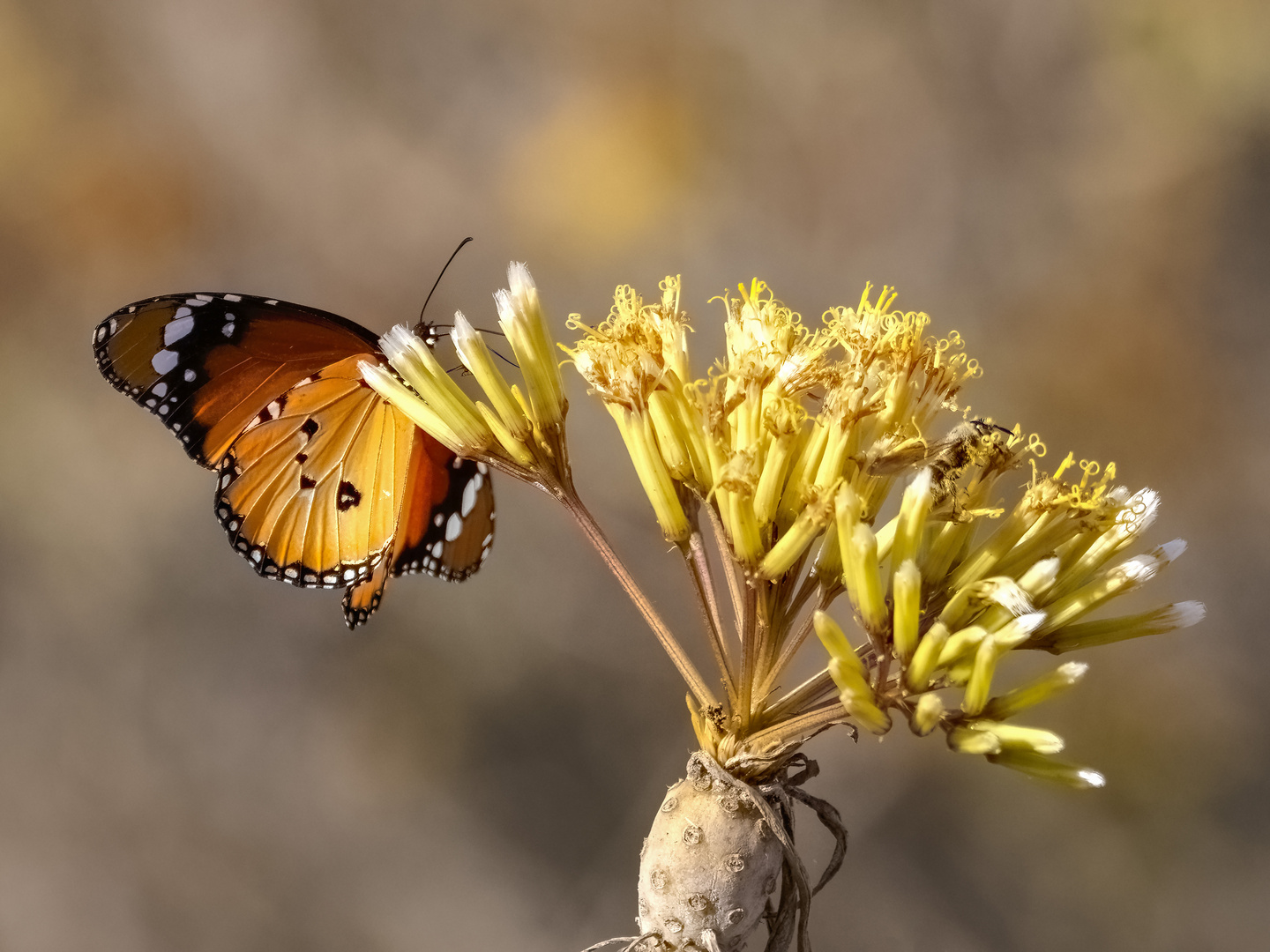 Urban Wildlife - Los Christianos 2