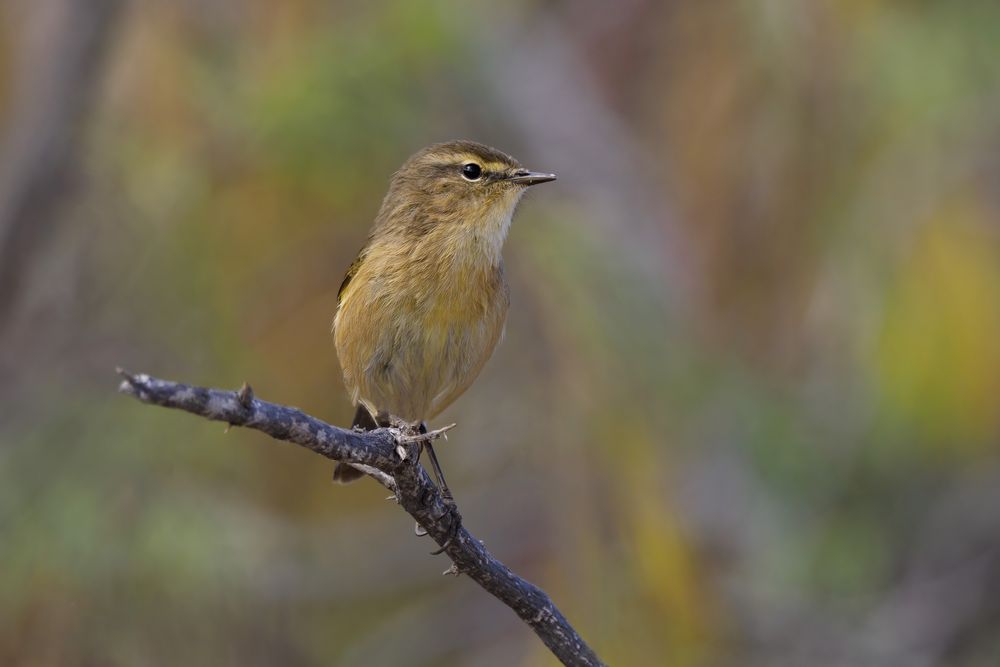 Urban Wildlife - Los Christianos 3