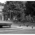 Urbane Landschaft - Startende Tauben am Kochbrunnen