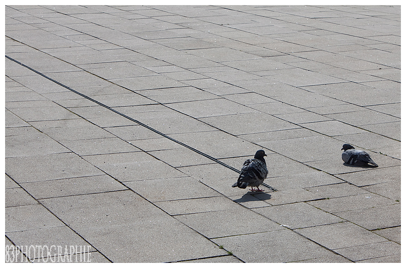 Urbane Landschaft - Taubenpaar liegend & stehend