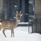 Urbane Naturfotografie