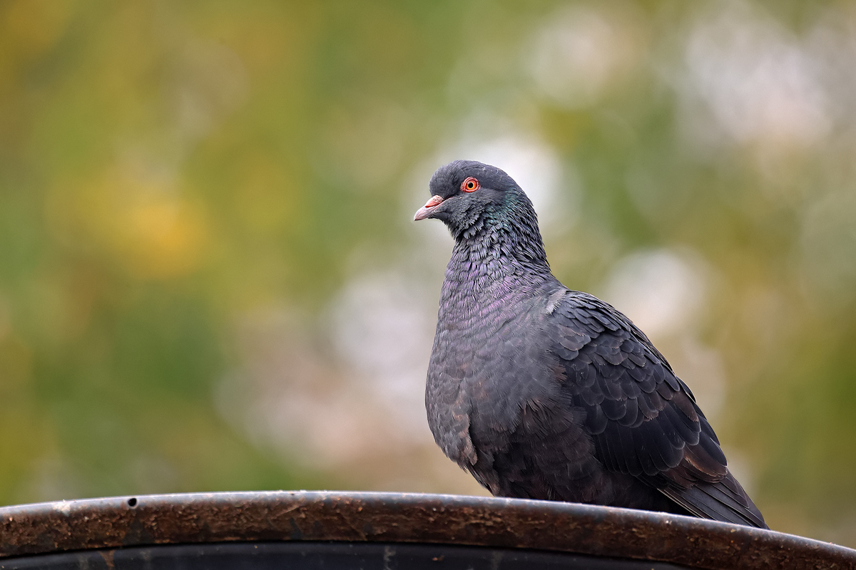 urbane Tierfotografie