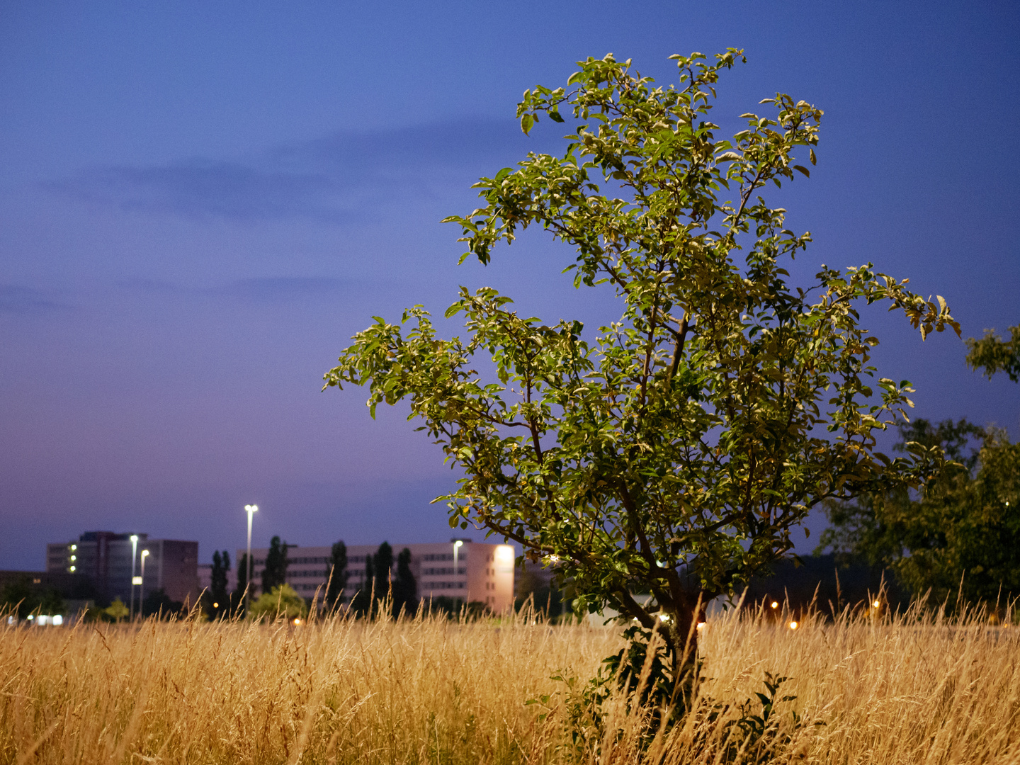 Urbaner Baum