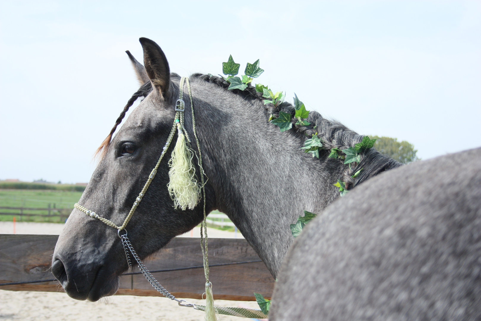 Urbi, cheval des Elfes