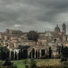 urbino