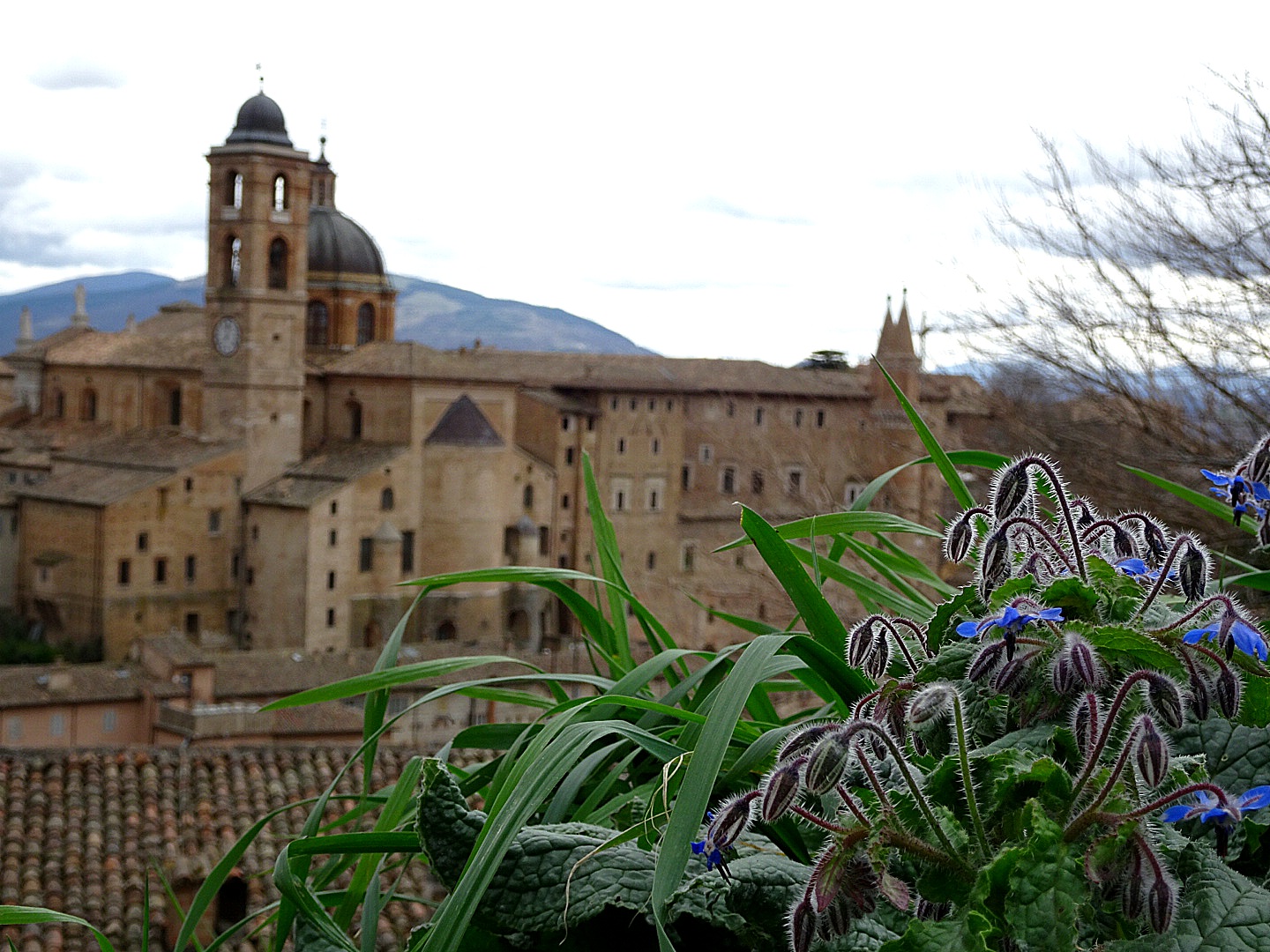 Urbino 