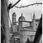 urbino