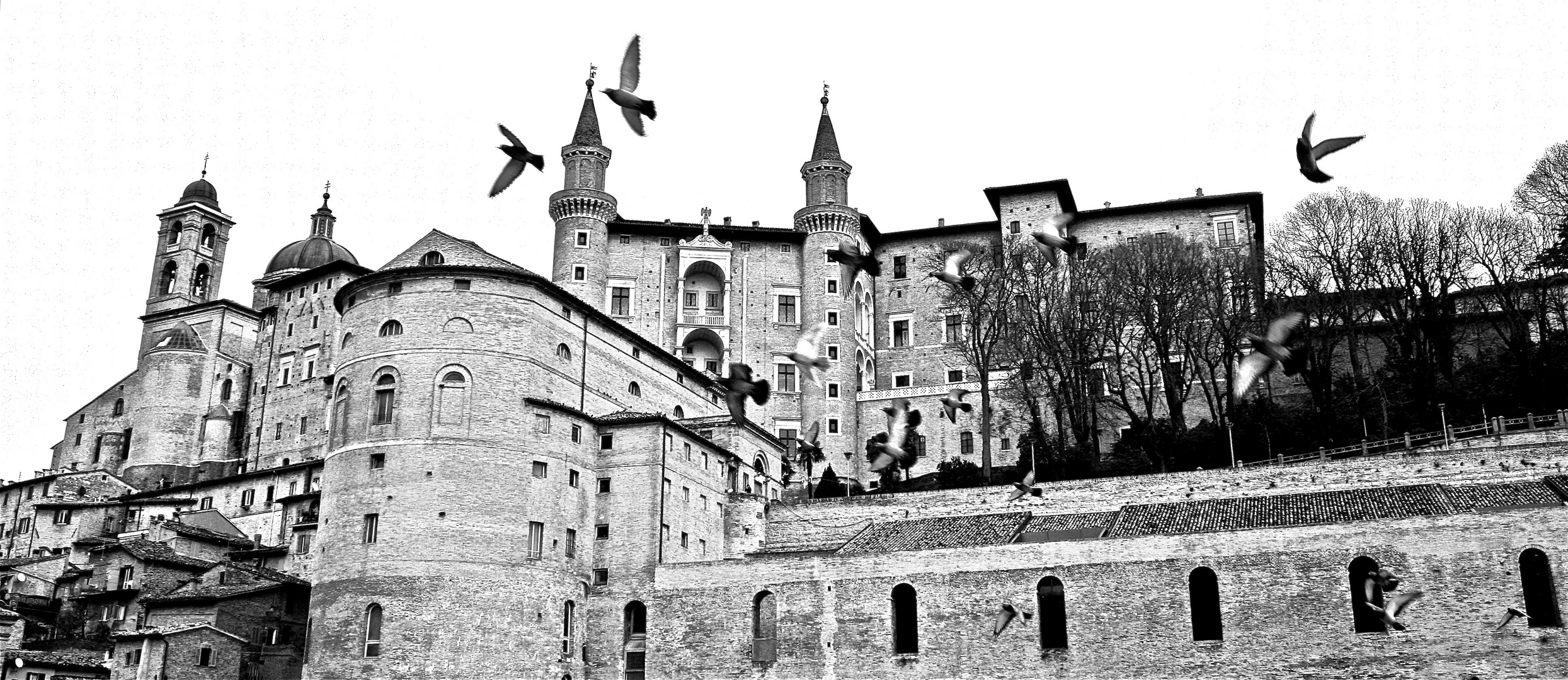 Urbino