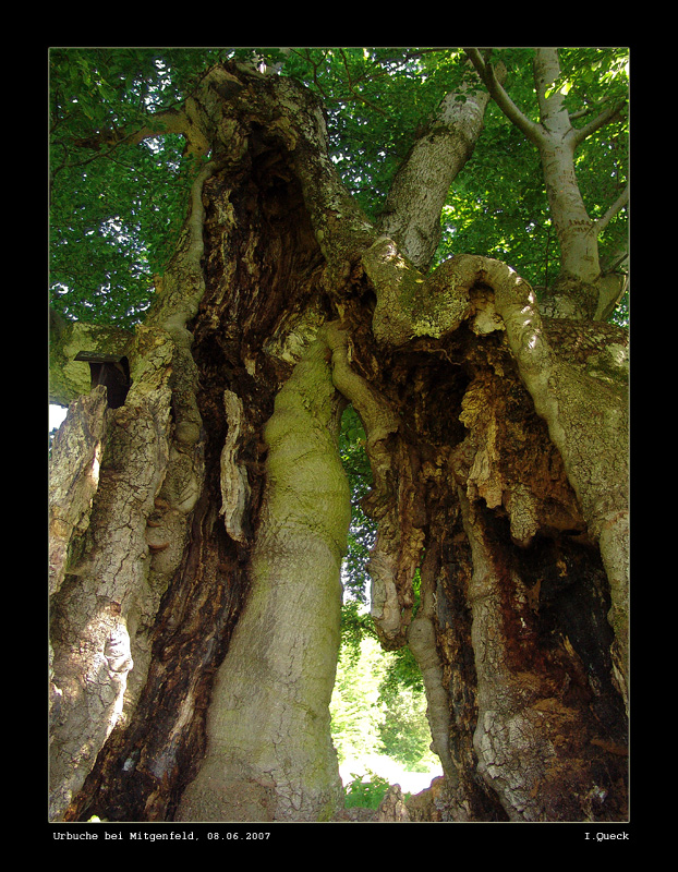 Urbuche bei Mitgenfeld