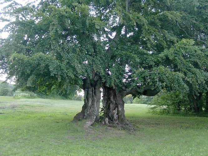 Urbuche in Mitgenfeld