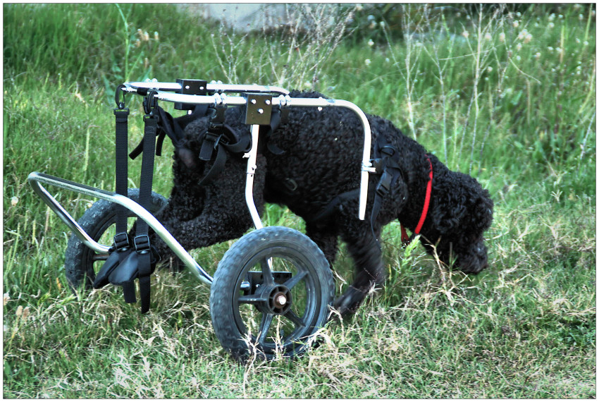 Urco, ein Wasserhund