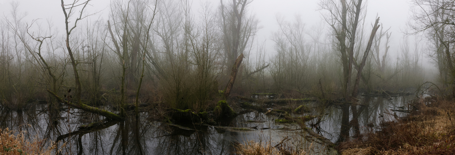 Urdenbacher Altrhein im Nebel (3)