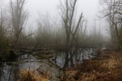 Urdenbacher Altrhein im Nebel