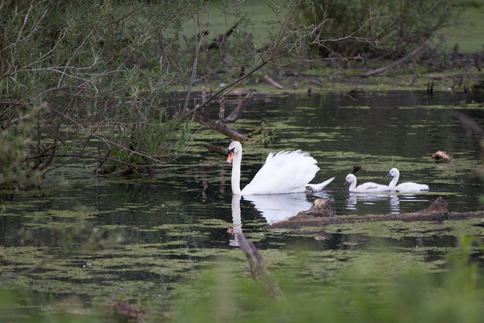 Urdenbacher Kämpe, Schwan-Familie